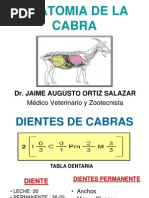 Anatomia de La Cabra