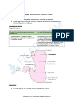 Estomago Anato Resumen 1.0