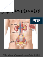 Sistema Urinario