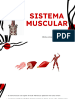 Sistema Muscular