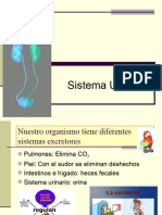 Sistema Urinario