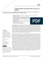 A Disease Outbreak in Beef Cattle Associated With Anaplasma and Mycoplasma Infections