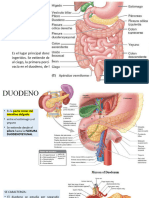 DUODENO Anatomía Teórica