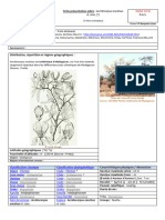 Acridocarpus Excelsus (Fiche Botanique Et Technique - 3), 6pp, Benjamin Lisan @ddd2014