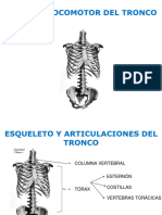 Artrologia Tronco