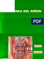 Anatomia Riñon