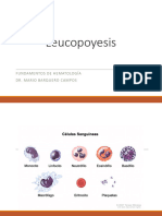 Clase 7. Leucopoyesis