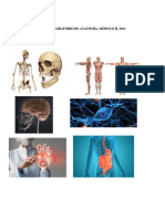 Manual de Laboratorio de Anatomia Modulo II 2024