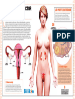 INFOGRAFIA Sistema Reproductor Femenino