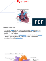 Cardiovascular System