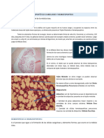 Unidad 8 - Tejido Hematopoyético