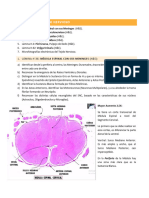 Práctica #7 - Tejido Nervioso