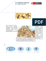 FICHA Animales Invertebrados