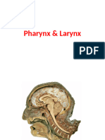 Pharynx & Larynx