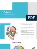 Craneo Anatomía