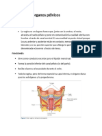 Prolapso Genital (Ginecología) - 1