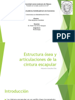 Estructura Ósea y Articulaciones de La Cintura Escapular