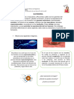 Guia Ciencias 6°