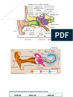 Ear PP Printable 2 Amended