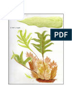 BIO102 - Laboratory Exercise 9 - Ferns