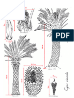 BIO102 - Laboratory 8 - Gymnosperms