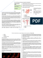 Biología Reproducción Humana 5°