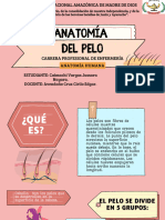 Anatomía Del Pelo - Nayara