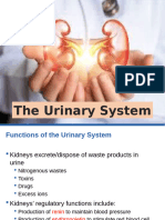 Chapter 15 The Urinary System