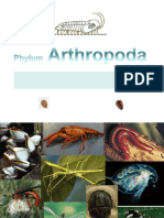 Arthropoda