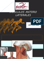 Musculos Anterolaterales