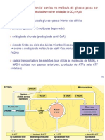 Ciclo Krebs