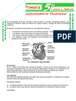 Sistema Circulatorio Humano para Quinto de Primaria