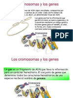 Cromosomas y Genes 2