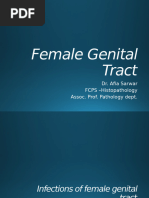 3 Female Genital Tract