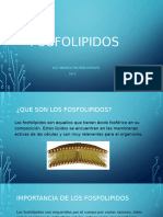 Los Fosfolipidos