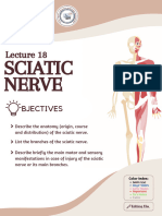 L18 - Sciatic Nerve