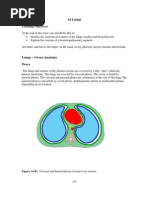 Lungs - Gross Anatomy