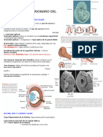 Desarrollo Embrionario Del Ojo