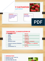 Strawberry Cultivation