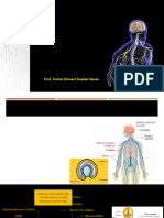 Aula 07 - Tecido Nervoso Slide