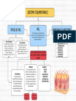 Mapa Conceptual SISTEMA TEGUMENTARIO