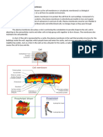 Structure and Function of Plasma Membrane