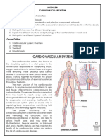 Cardiovascular System