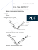 Práctica Estudio Cariotipos