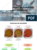 Identificación Cocáceas Gram Negativas