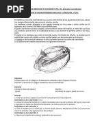 Practica Diseccion Mejillon Guion Alumnos PDF