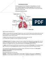 2024 Note On The Respiratory System