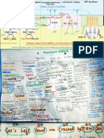 Bio Important Notes Xi