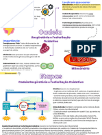 Mapa Mental - Cadeia Respiratória e Fosforilação Oxidativa @farmaciamapeada