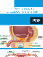 Human Reproductive System